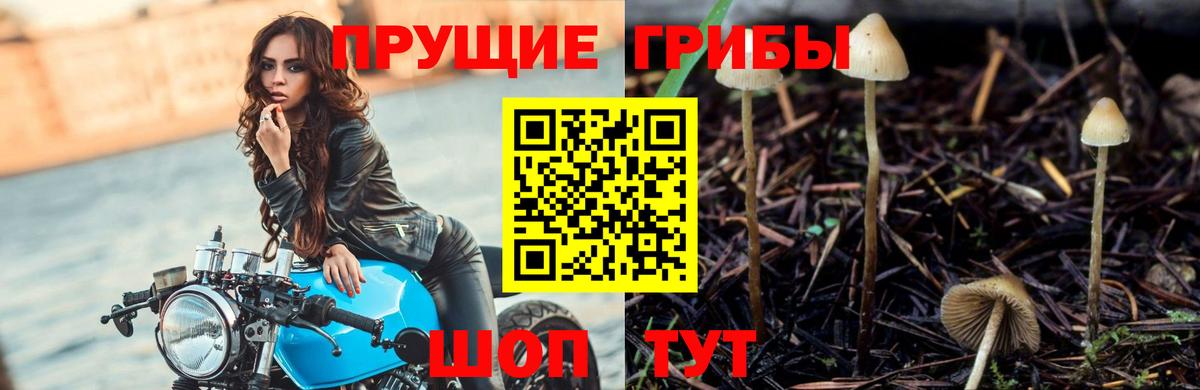 Королёв  Галлюциногенные грибы GOLDEN TEACHER  Вход с VPN 